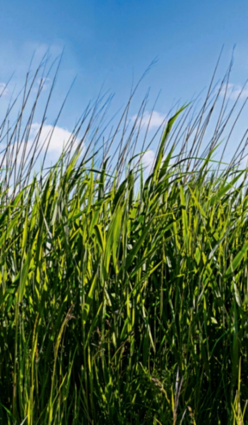 Fototapete Vlies Grashalme Wiese Floral Grün Blau 47272 4 Fototapete Vlies Grashalme Wiese Floral Grün Blau 47272 – Bild 2