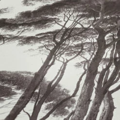 Tapete Vlies Bäume Strukturiert Weiß Braun 37651-1 -Orex Verkäufe Tapete Vlies Baeume weiss braun 37651 1 63205686 5